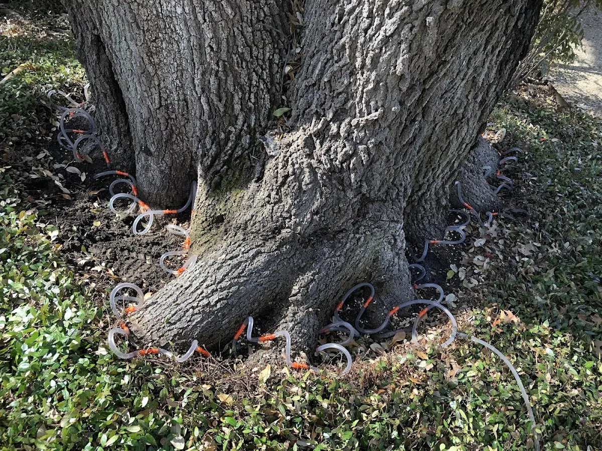 Detailed Tree Cabling and Bracing job site in Canyon Dam