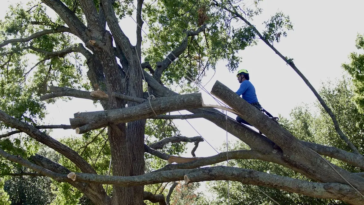 Professional Crown Thinning performed by certified arborists in Canyon Dam