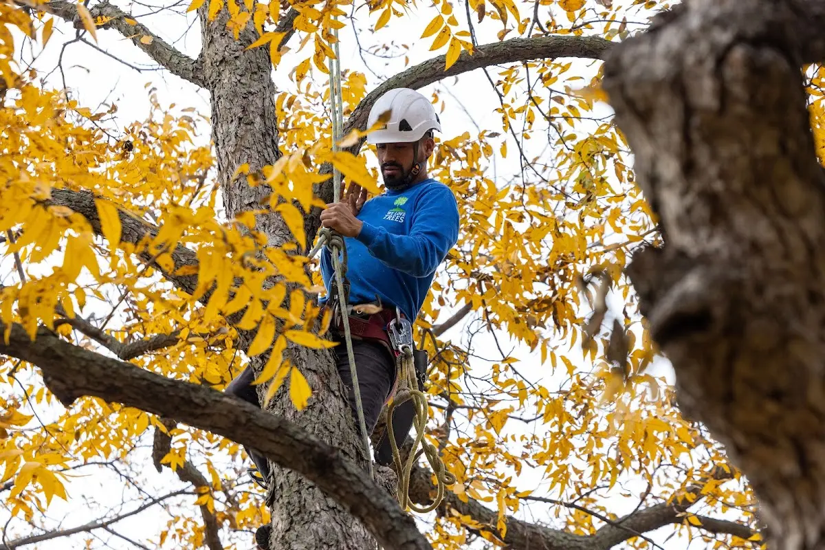 Skilled Emergency Tree Service crew working in Canyon Dam