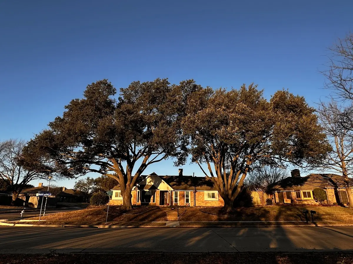 Established residential canopy tree shading a home in Canyon Dam
